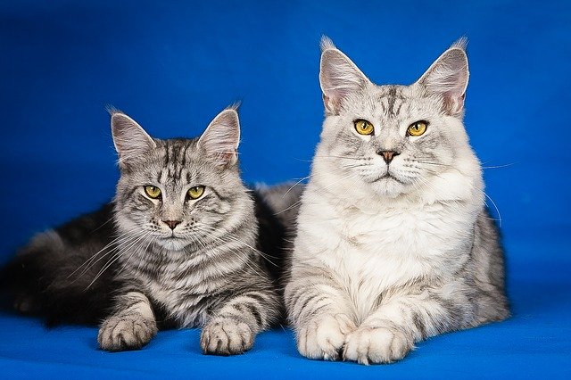 kot maine coon