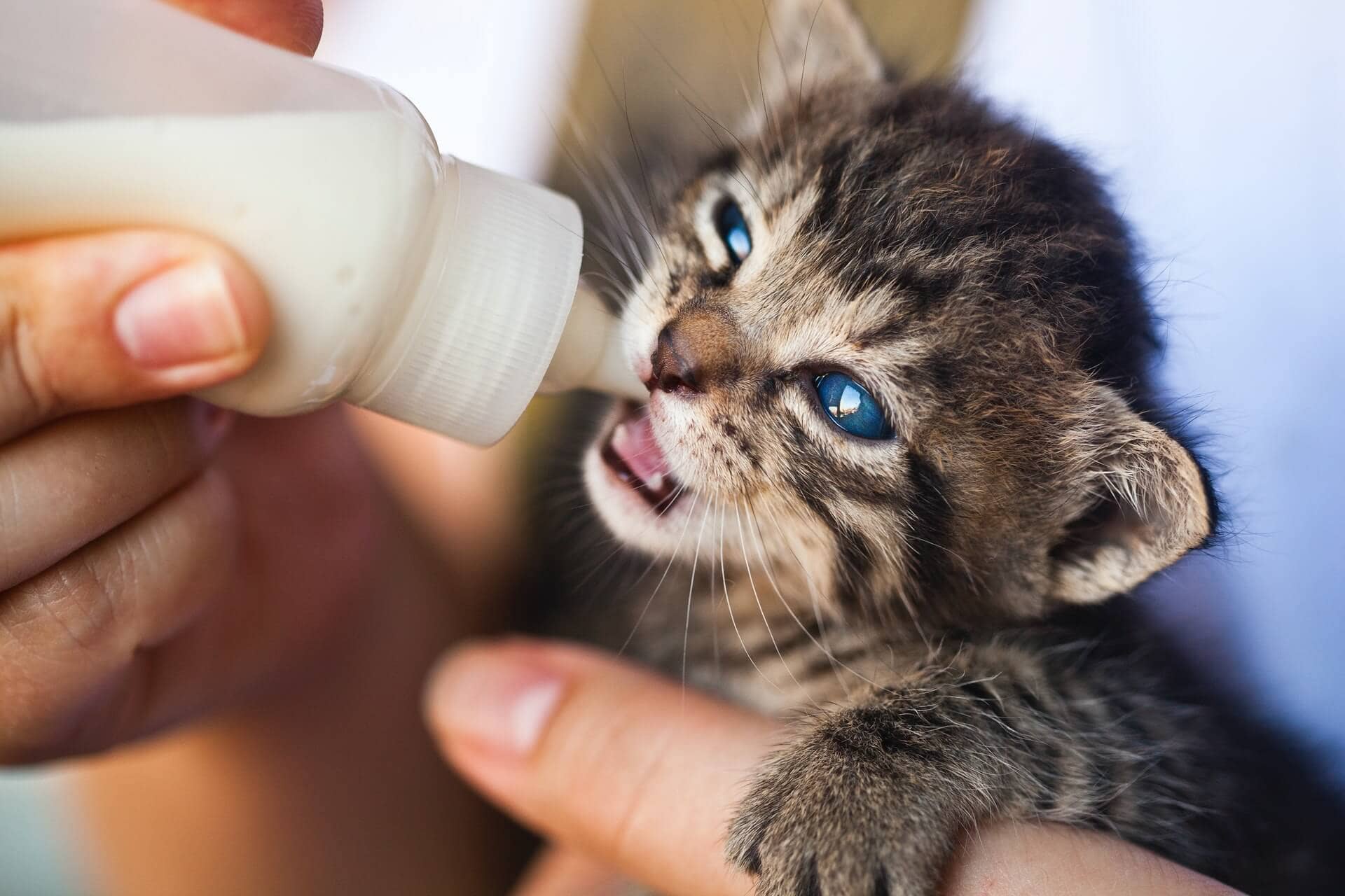 Czy koty mogą pić mleko